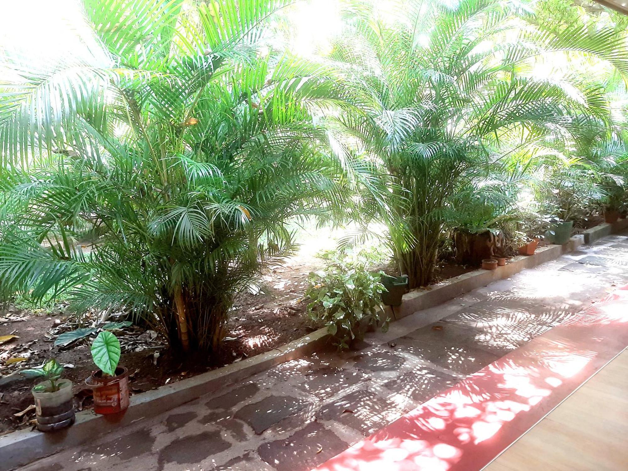 Palitha Homestay Sigirîya Extérieur photo