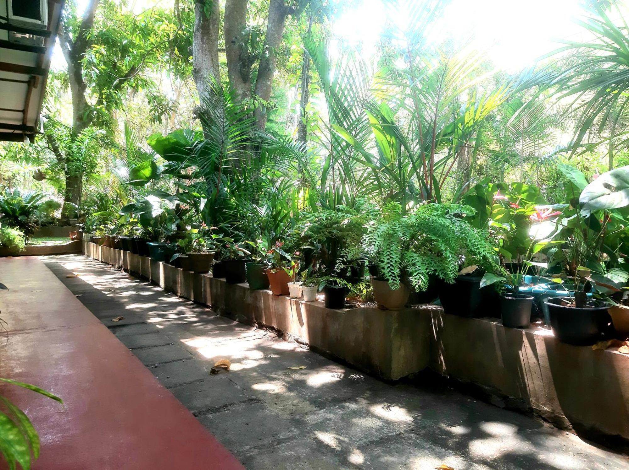 Palitha Homestay Sigirîya Extérieur photo